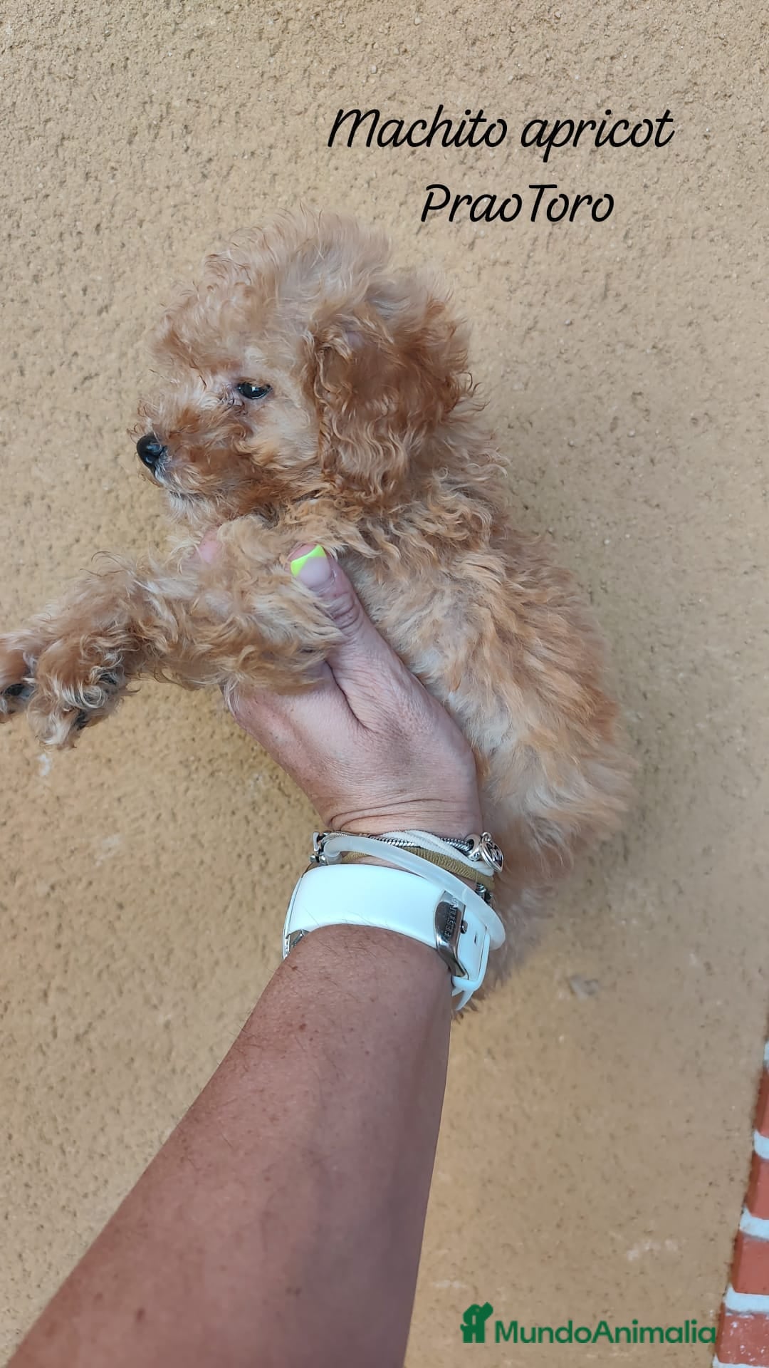 Caniche Toy perros en venta: Cachorritos caniche Rojo ❤️ TOY - Imagen 10
