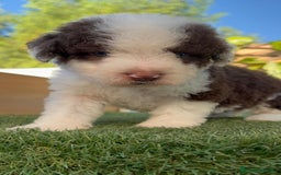 Perro de Agua Español perros en venta: PERRO DE AGUA macho - Imagen 7