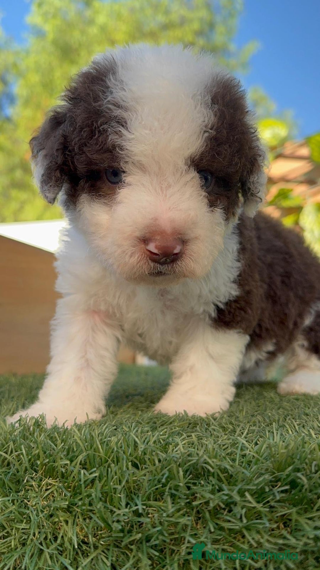 Perro de Agua Español perros en venta: PERRO DE AGUA macho - Imagen 7