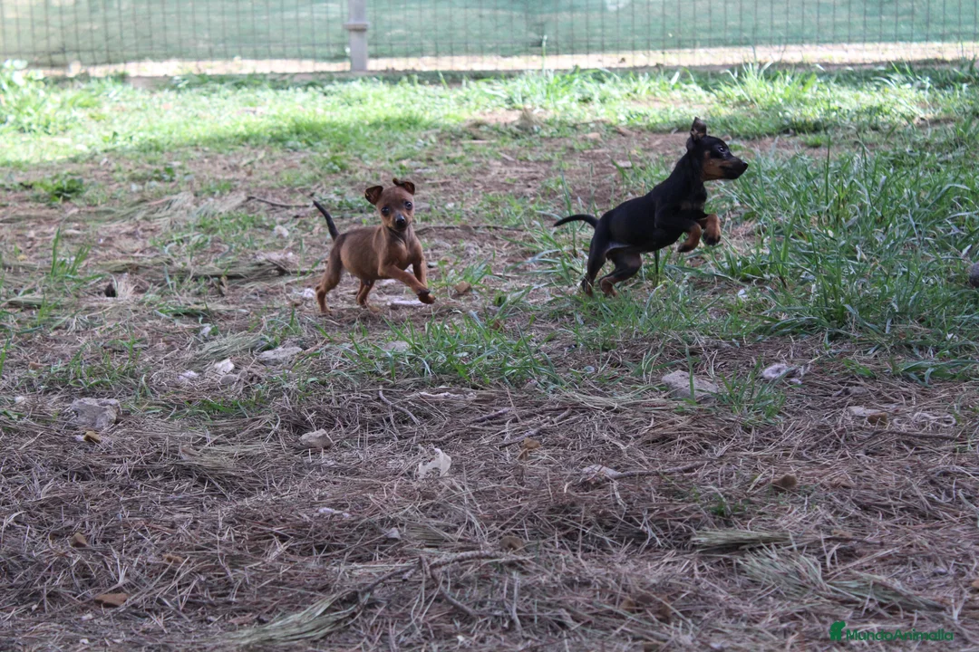 Pinscher Miniatura perros en venta: Pinscher miniatura  - Anuncio 3