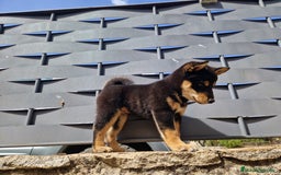 Shiba Inu perros en venta: Shiba Inu en Ávila - Imagen 3