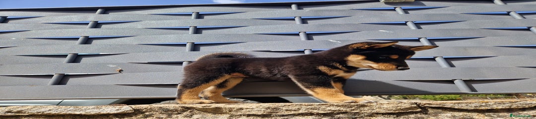 Shiba Inu Cachorro 2