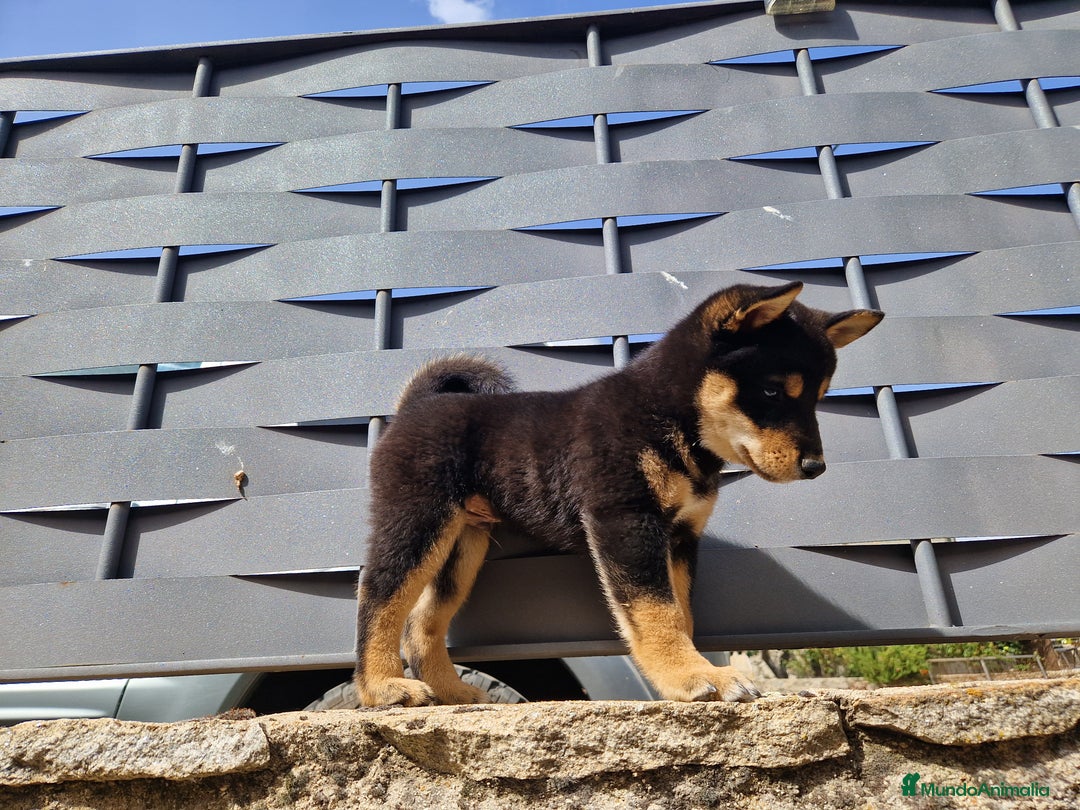Shiba Inu perros en venta: Shiba Inu en Ávila - Imagen 3