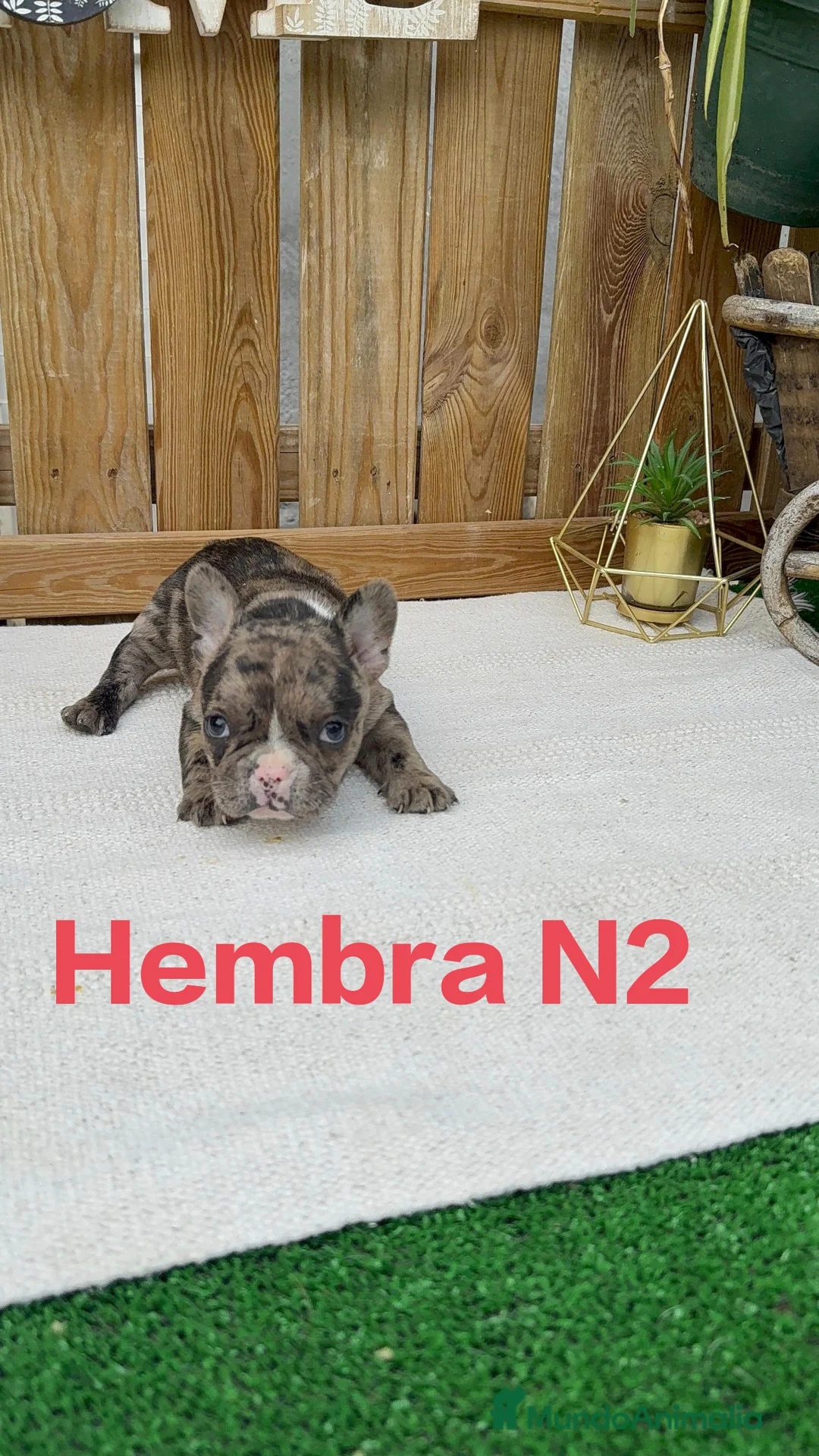 Bulldog Francés perros en venta: Bulldog francés Hembras Merle Preciosa juguetona  - Anuncio 2
