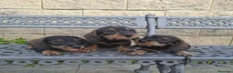 Teckel perros en venta: Teckel Standard Pelo Duro  - Anuncio 1