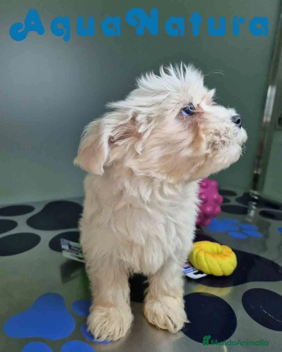 Bichón Maltés perros en venta: Bichon Maltes Hembra 2 AQUANATURA - Anuncio 8