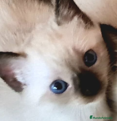 Siamés gatos en venta: Siamés  - Anuncio 3
