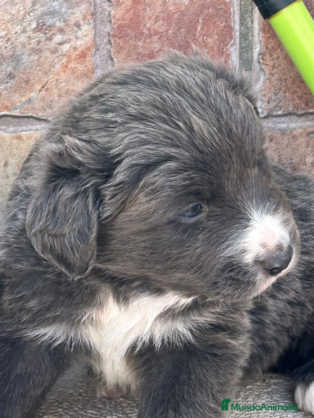 Border Collie perros en venta: Border collie blue máxima calidad  - Anuncio 14