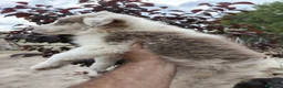Border Collie perros en venta: Border Collie  - Anuncio 6