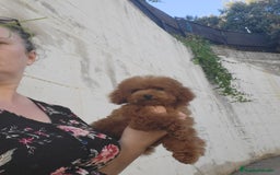 Caniche Toy perros en venta: Caniche asiático tea cup - Imagen 2