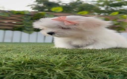 Bichón Maltés perros en venta: BICHON MALTES HEMBRA ENVIO A TODA ESPAÑA - Imagen 7
