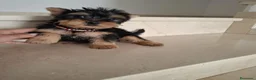 Yorkshire Terrier perros en venta: Yorkshire Terrier  - Anuncio 3