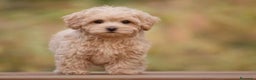 Maltipoo perros en venta: Maltipoo en Badajoz - Anuncio 1