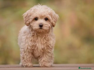 Maltipoo perros en Badajoz - Anuncio 3