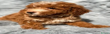 Maltipoo 1