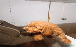 Goldendoodle perros en venta: CACHORROS DE GOLDENDOODLE - Anuncio 3