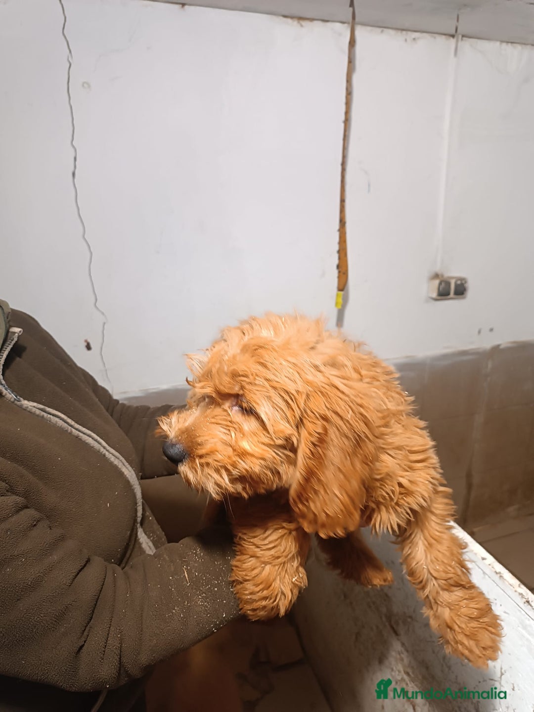 Goldendoodle perros en venta: CACHORROS DE GOLDENDOODLE - Anuncio 3