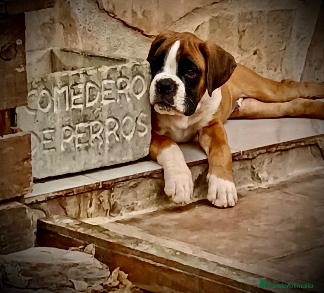 Boxer perros Boxer - Anuncio 2