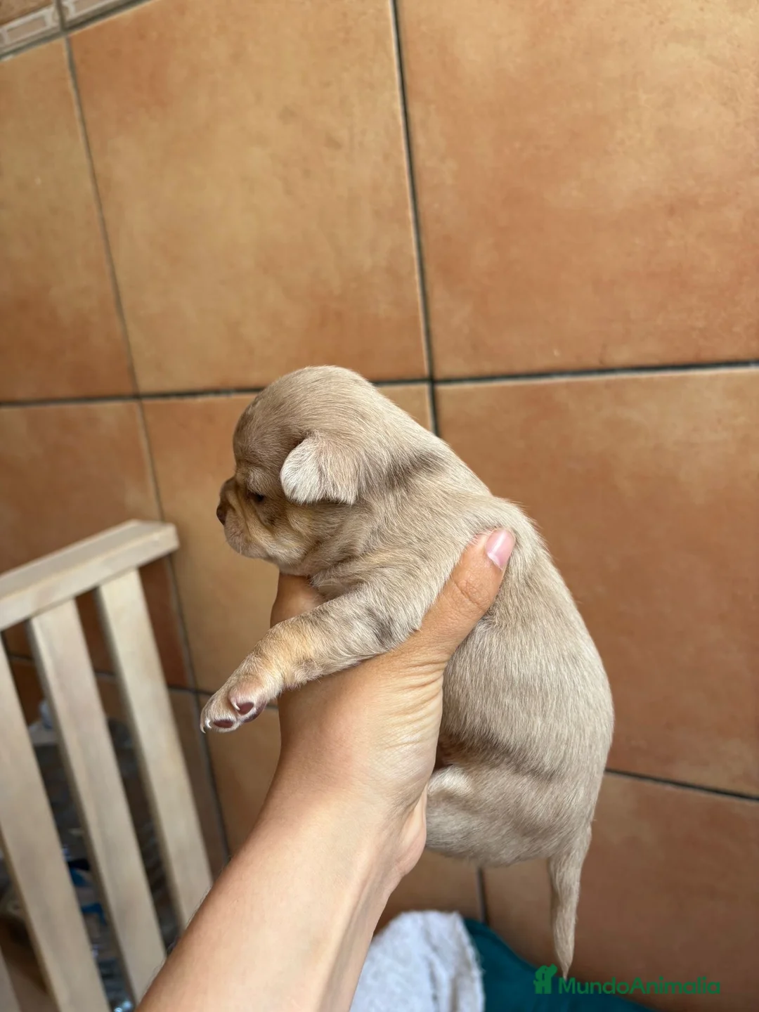 Chihuahua perros en venta: Hembra Chihuahua merle🐾 en Alicante - Anuncio 5