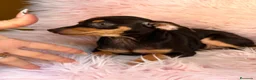 Pinscher Miniatura perros en venta: MINI PINCHER CHOCOLATE HEMBRA  - Anuncio 4