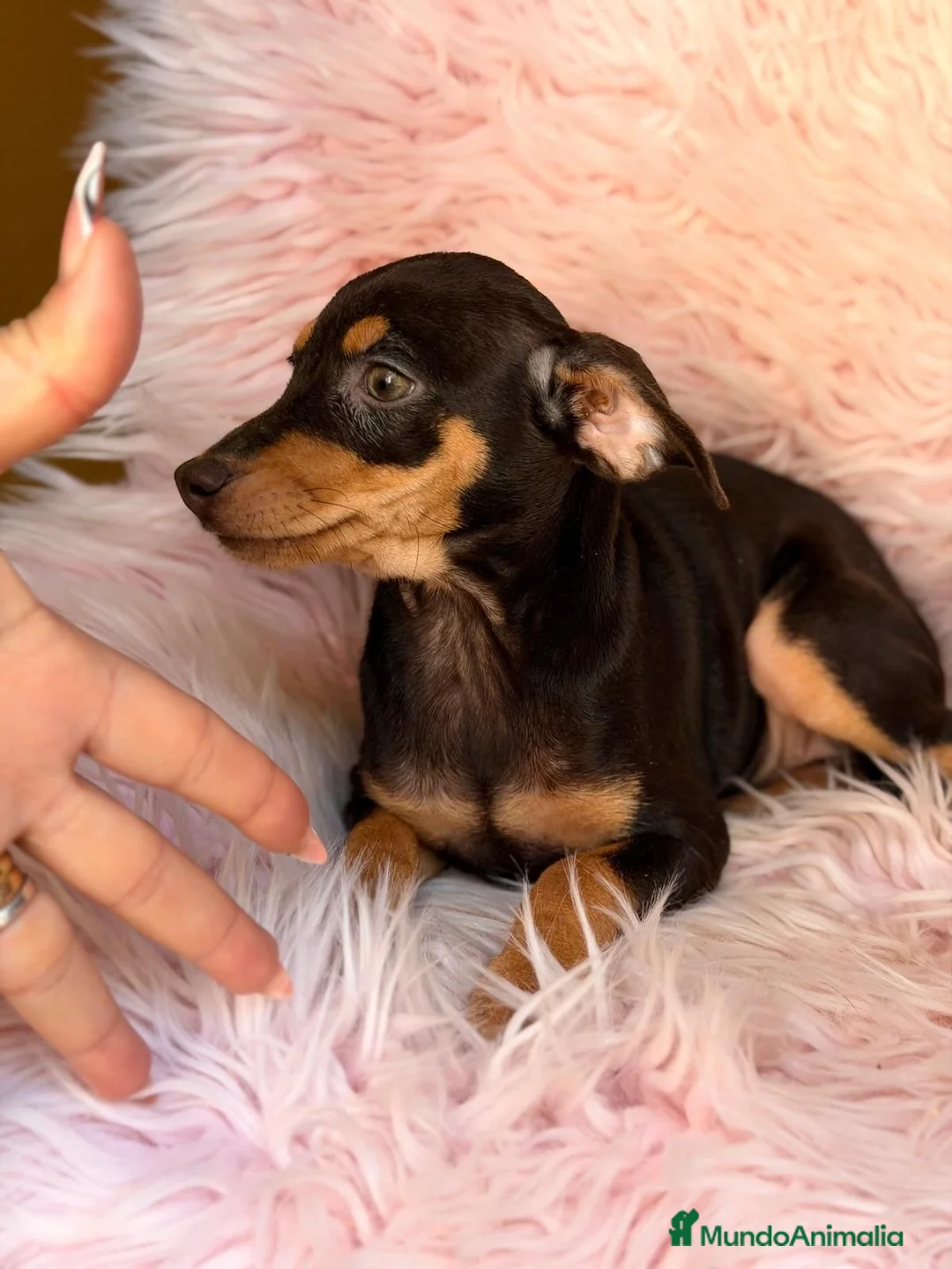 Pinscher Miniatura perros en venta: MINI PINCHER CHOCOLATE HEMBRA  - Anuncio 4