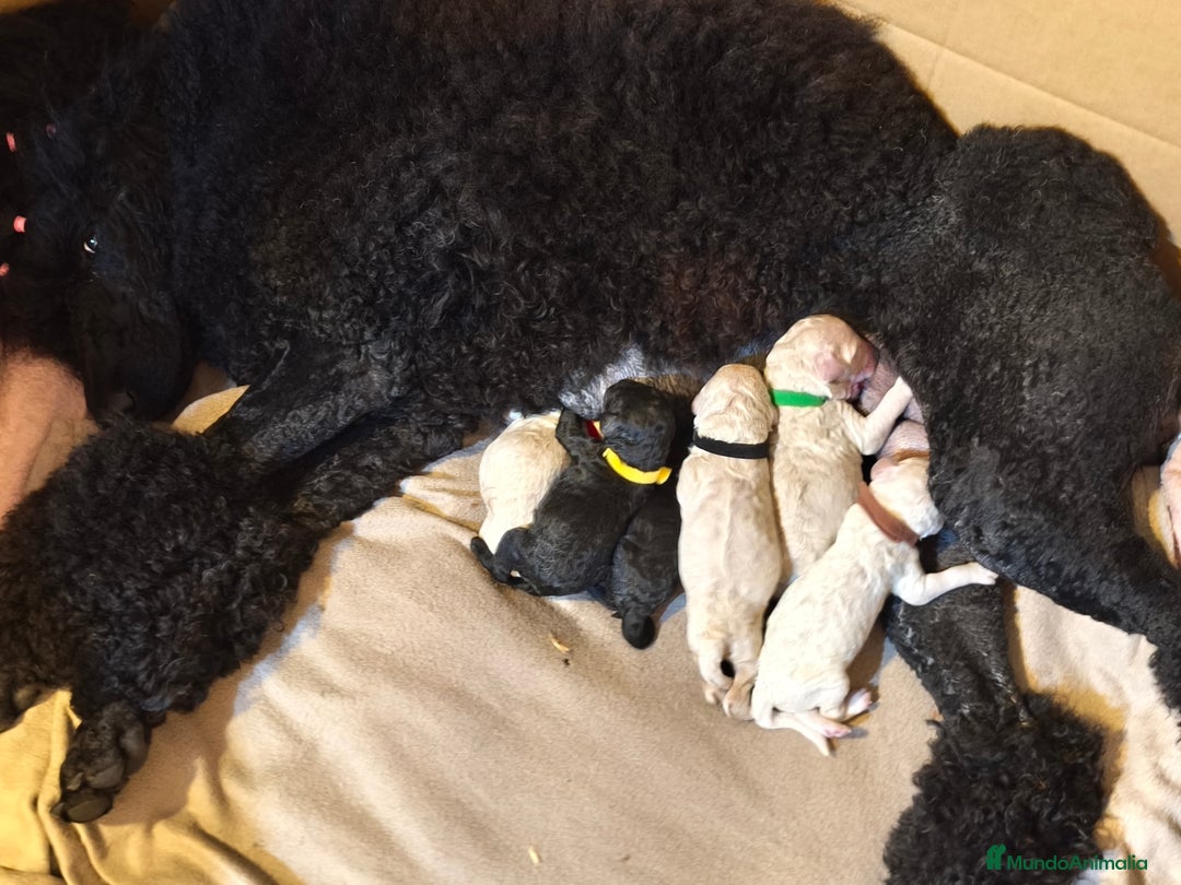 Caniche Gigante perros en venta: Cachorros caniche gigante  - Imagen 11