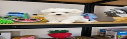 Bichón Maltés perros en venta: CAMADA DE BICHÓN MALTÉS KOREANO  - Anuncio 3