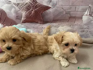Maltipoo perros Maltipoo machos disponibles - Anuncio 2