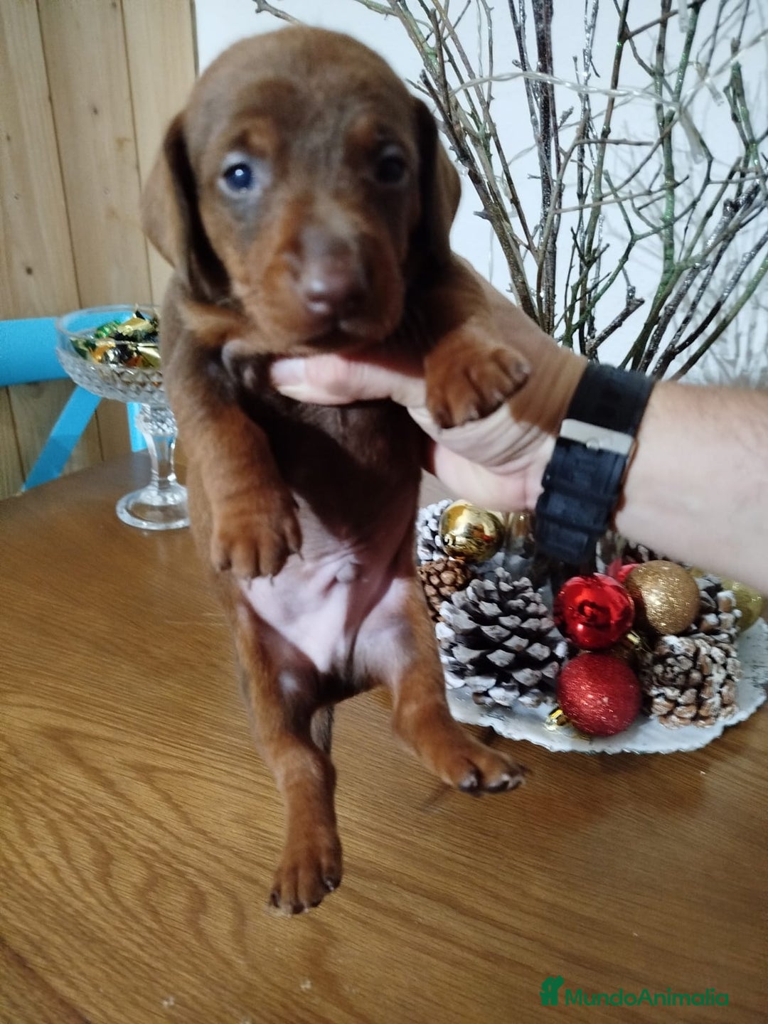 Teckel perros en venta: Teckel Mini - Anuncio 4