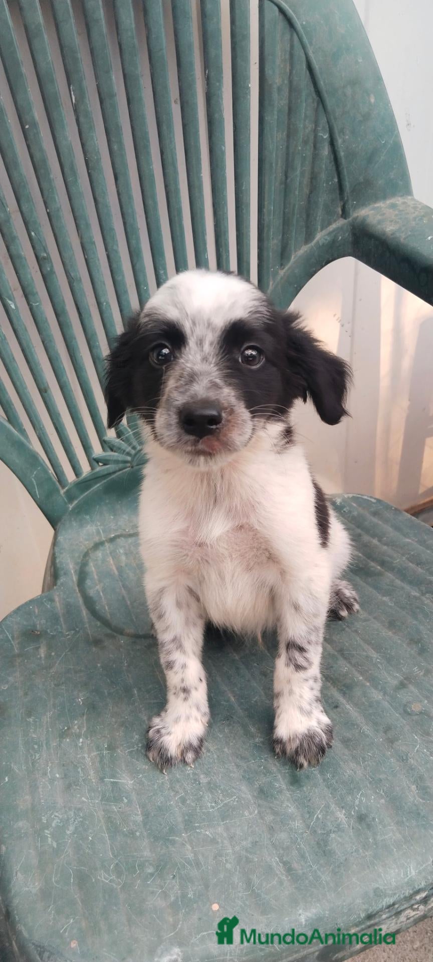 Border Collie perros Border collies de calidad  - Anuncio 1