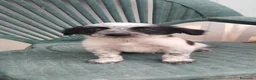 Border Collie perros en venta: Border collies de calidad  - Anuncio 1