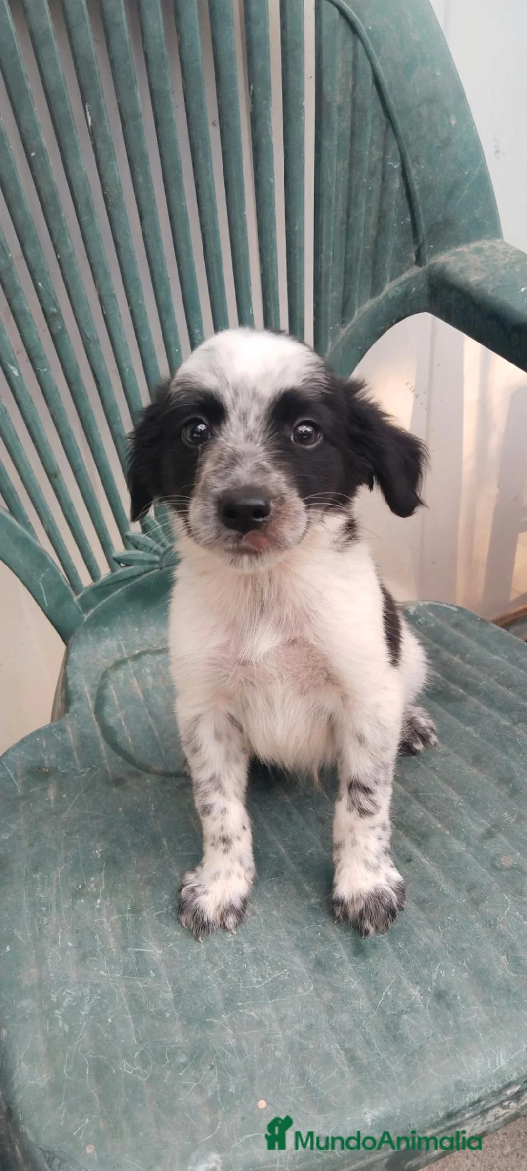 Border Collie perros en venta: Border collies de calidad  - Anuncio 1
