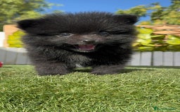 Pomerania perros en venta: POMERANIA HEMBRA - Imagen 14