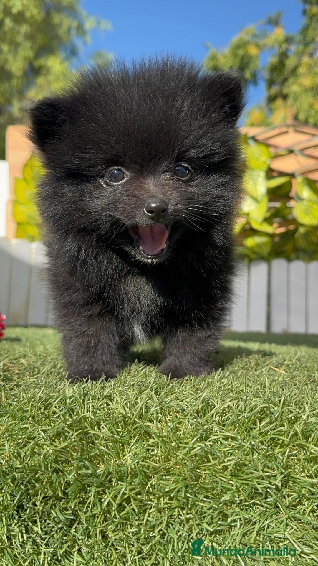 Pomerania perros en venta: POMERANIA HEMBRA - Imagen 14