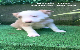 Border Collie perros en venta: BORDER COLLIE color lilac - Imagen 28