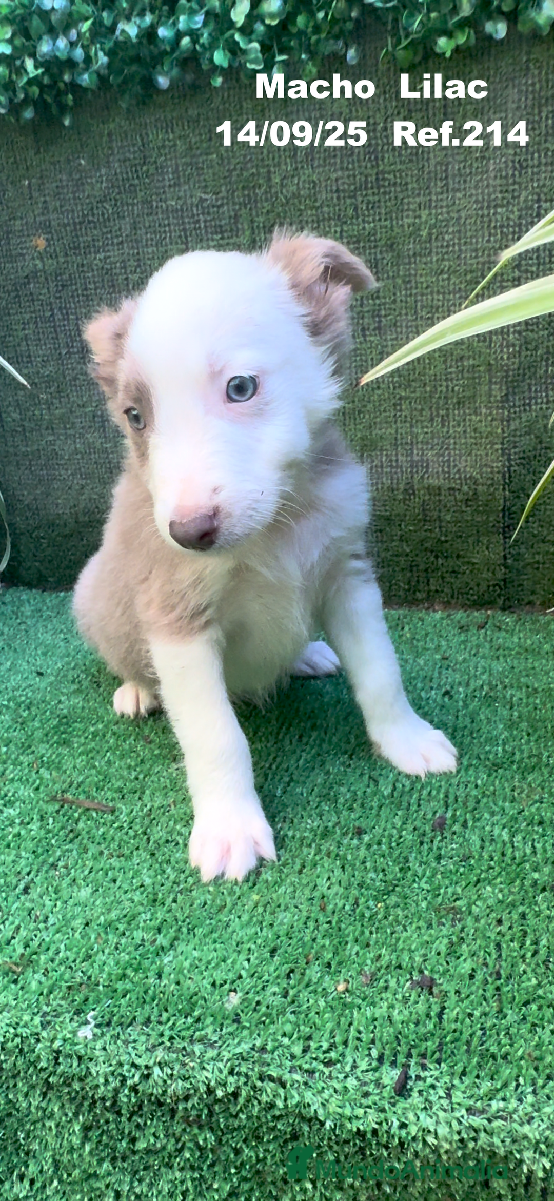 Border Collie perros en venta: BORDER COLLIE color lilac - Imagen 28