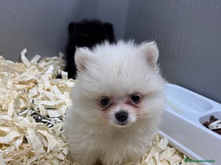 Pomerania perros en Madrid - Anuncio 2