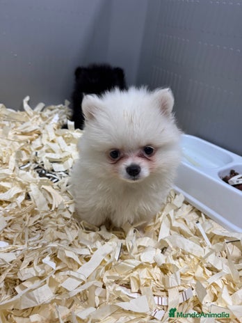 Pomerania perros en Madrid - Anuncio 1