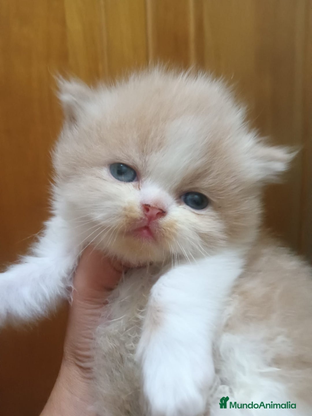 Persa gatos en venta: Gatitos Persas Machos - Imagen 4