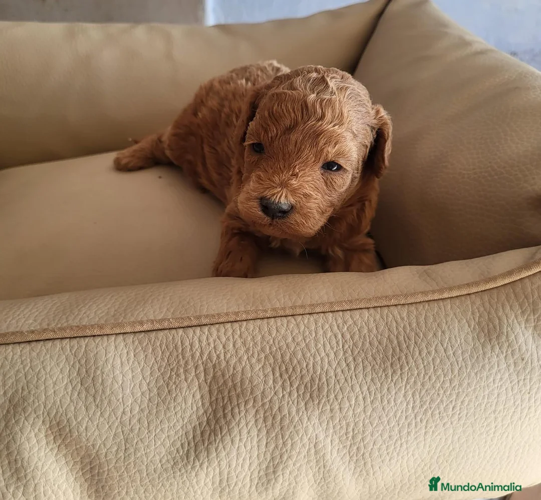 Raza Mixta perros en venta: Caniche - Anuncio 1