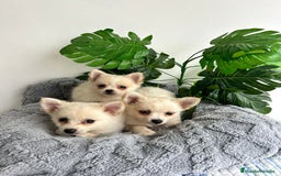 Pomchi perros en venta: Pomchi mini - Imagen 1