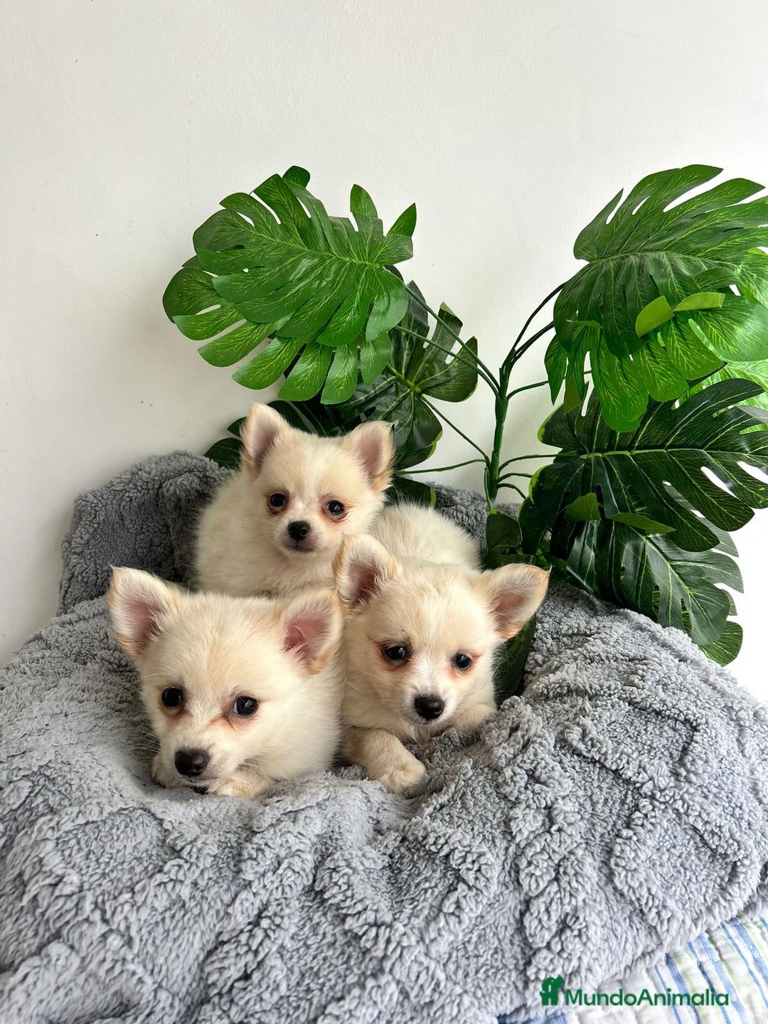 Pomchi perros en venta: Pomchi mini - Imagen 1
