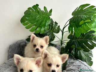 Pomchi perros - Anuncio 13