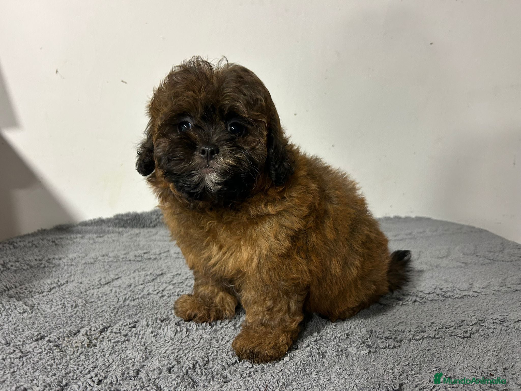Maltipoo perros Maltipoo macho  - Anuncio 2
