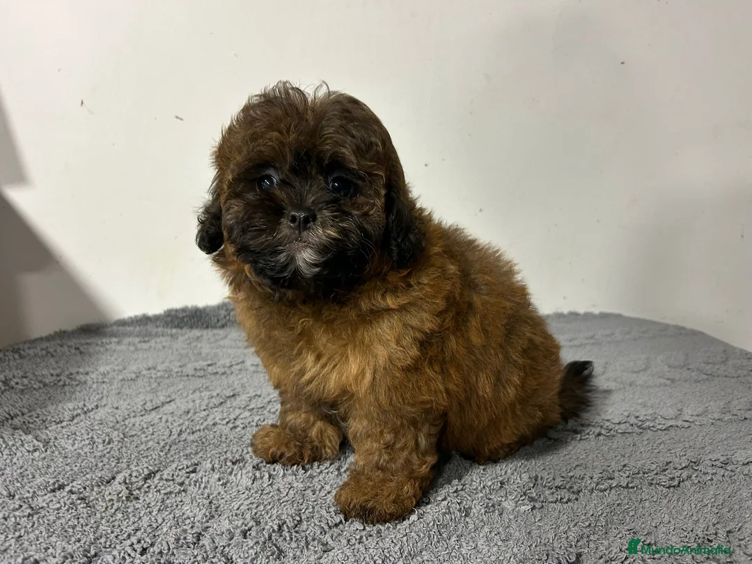 Maltipoo perros en venta: Maltipoo macho  - Anuncio 1