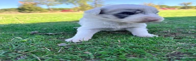 Border Collie 1