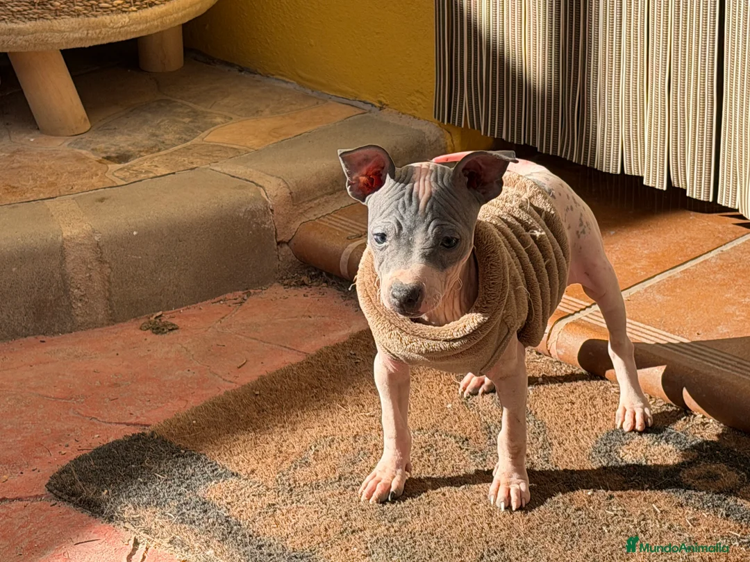 Otras razas perros en venta: American hairless terrier  - Anuncio 2