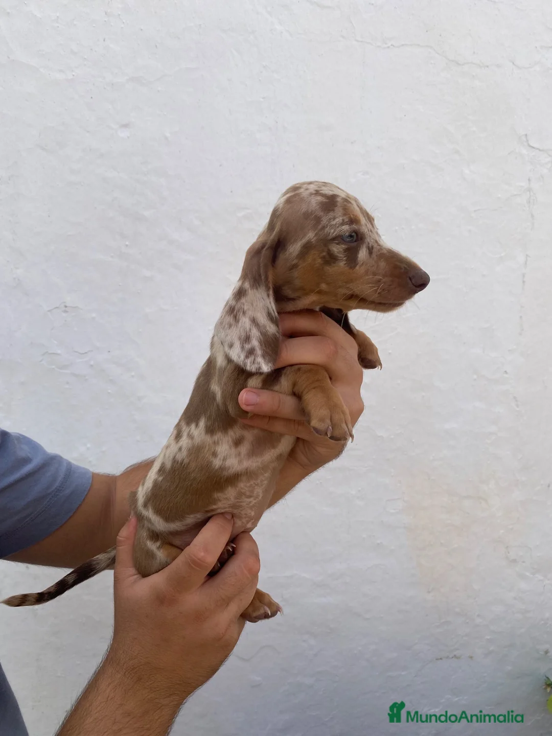 Teckel perros en venta: Cachorros de Teckel Kaninchen Arlequines Chocolate - Anuncio 2