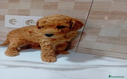 Caniche Enano perros en venta: Caniche pimentón y apricot  - Imagen 18