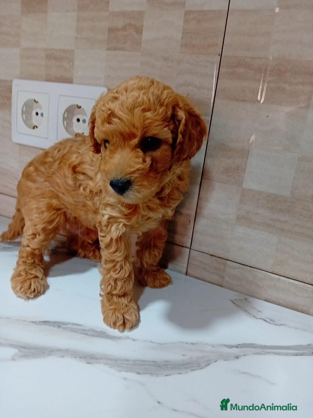 Caniche Enano perros en venta: Caniche pimentón y apricot  - Imagen 18